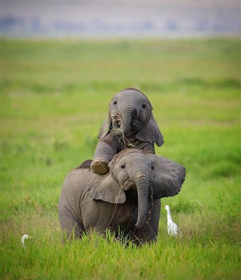 Adorable Baby Elephants Playing In A National Park In Kenya In 2020