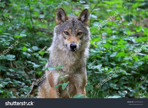 2027 Italian Wolf Images Stock Photos And Vectors Shutterstock