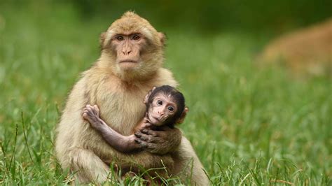 Baby Monkey Sitting With Mother Hd Wallpapers