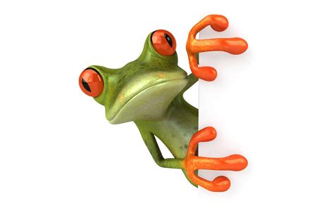 If you're looking for the best frog wallpaper then wallpapertag is the place to be. Funny Frog Wallpapers - Wallpaper Cave