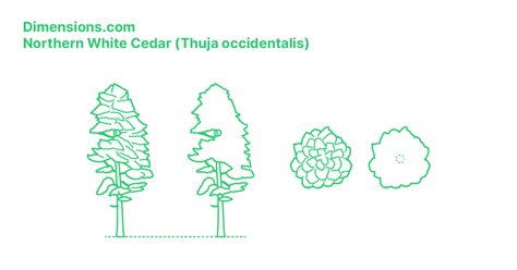 Northern White Cedar Thuja Occidentalis Dimensions And Drawings