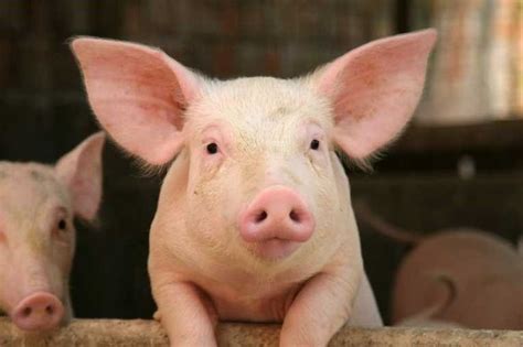 The 5 Most Intelligent Animals Cute Pigs Animal Lover Pig