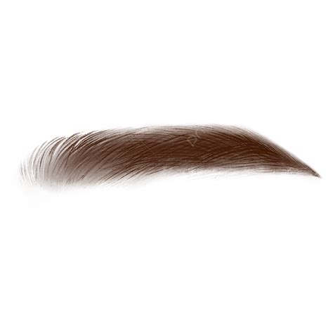 Eyebrow Clipart Transparent Png Hd Eyebrow Realistic Style Brown The Best Porn Website
