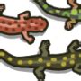 Help Salamanders Bird And Moon