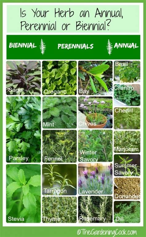 Fresh Herbs Annual Biennial Or Perennial The Gardening Cook