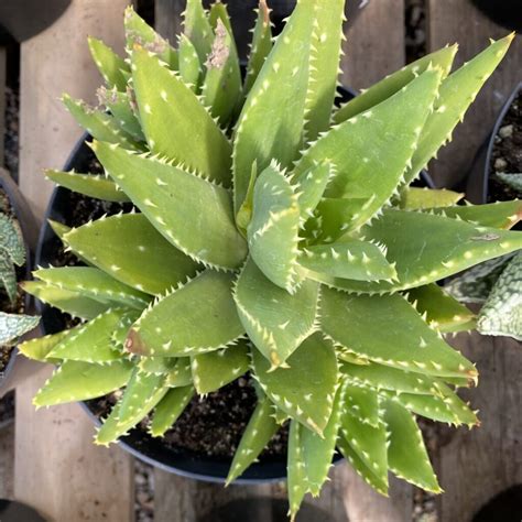 Aloe ‘t Rex Aloe Hybrid Tropicalshouseplants › Anything Grows