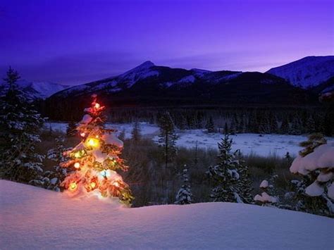 Winter Snow Christmas Tree Lights Forests Mountains Night