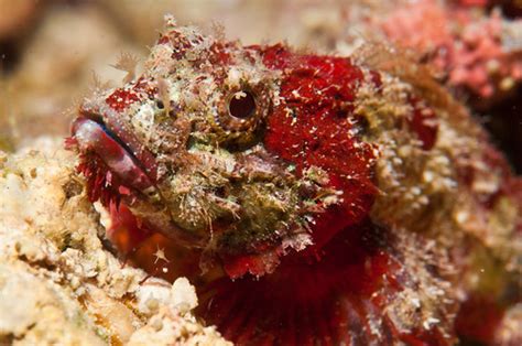 Scorpaenopis Diabolus Micro Venomous Fish Okinawa Flickr
