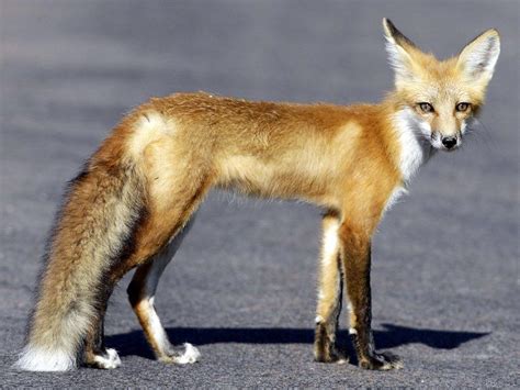 Is The Red Fox Worthy Of Being Indianas State Mammal Life And Times
