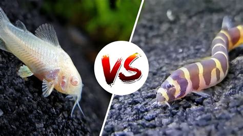 Cory Catfish Vs Loaches Which Is Better Youtube
