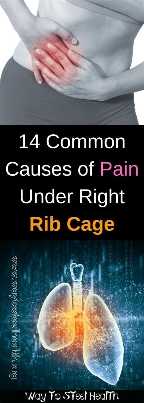 The rib cage surrounds the lungs and the heart, serving as an important means of bony protection for these vital organs. Pin auf fare