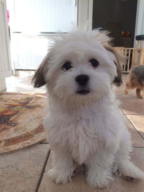 Havanese Mix Puppies For Sale Mn. Havaneses for Sale in Minneapolis ...