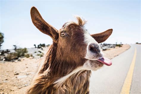 Funny Goat Pictures That Will Make You Cry Wright Whatilly