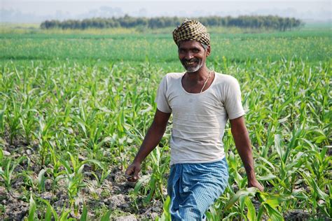 Farmer At Work In Maize Field In Bihar India A Farmer At Flickr