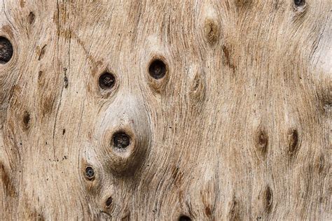 Tree Wood Texture Look Like Scary Face — Stock Photo © Aekkornyahoo