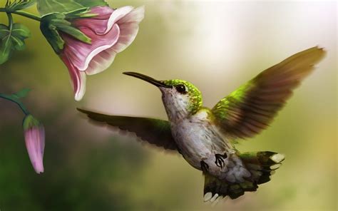 Cute Hummingbird Wallpapers Top Free Cute Hummingbird Backgrounds
