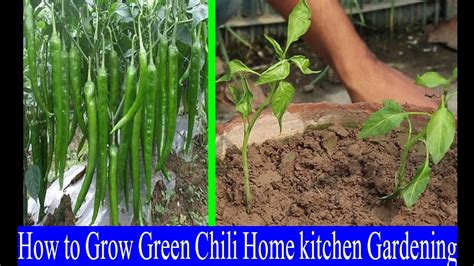 How To Grow Green Chili St Home Kitchen Gardening Youtube