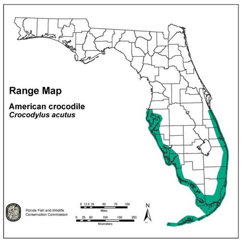 Florida Crocodile Where Are They And How To Stay Safe