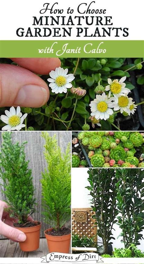 Best Living Plants For Miniature Gardens Resource Guide