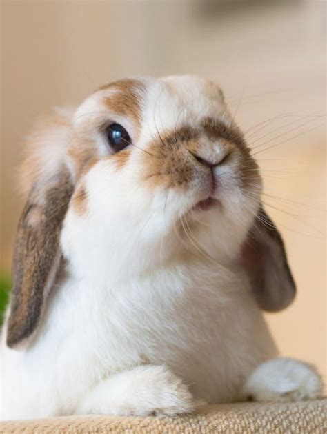 983 Best Cute Rabbit Pictures Images On Pinterest