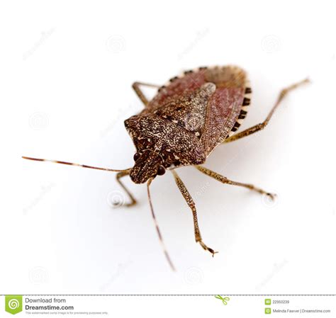 Stink Bug Clipart 20 Free Cliparts Download Images On Clipground 2024