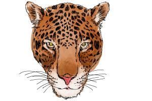 Drawingtutorials101.com drawn face cheetah pencil and in color drawn face cheetah How to Draw a Cheetah Face.The face is one of the parts of the head and in line with this we ...