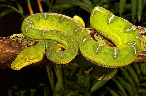 Wat paknam phasicharoen is a royal temple located in phasi charoen district in bangkok. Emerald Tree Boa Facts, Habitat, Diet, Life Cycle, Baby ...