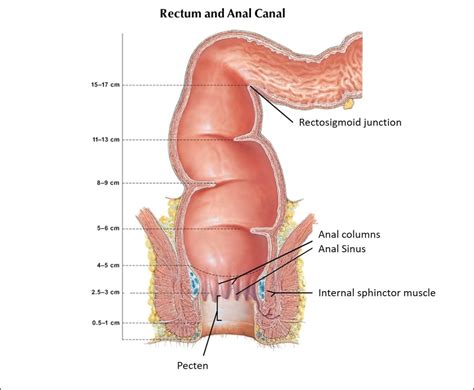 Rectum And Anal Canal Diagram Quizlet