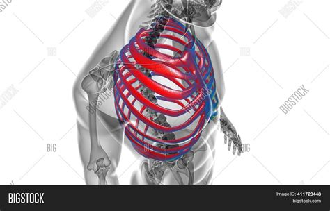 Human Skeleton Anatomy Image And Photo Free Trial Bigstock