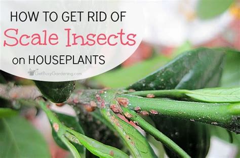 Free shipping on qualified orders. How To Get Rid Of Bugs In Potting Soil | Tyres2c