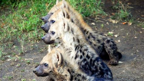 Bbc Earth Powerful Female Hyenas Say Hello With Their Genitals