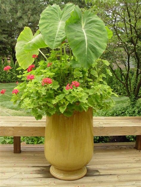 Not only are they one of the largest flowering bulbs but they are also very versatile and can grow with little sunlight to full shade. Great large container garden. Love the elephant ear ...