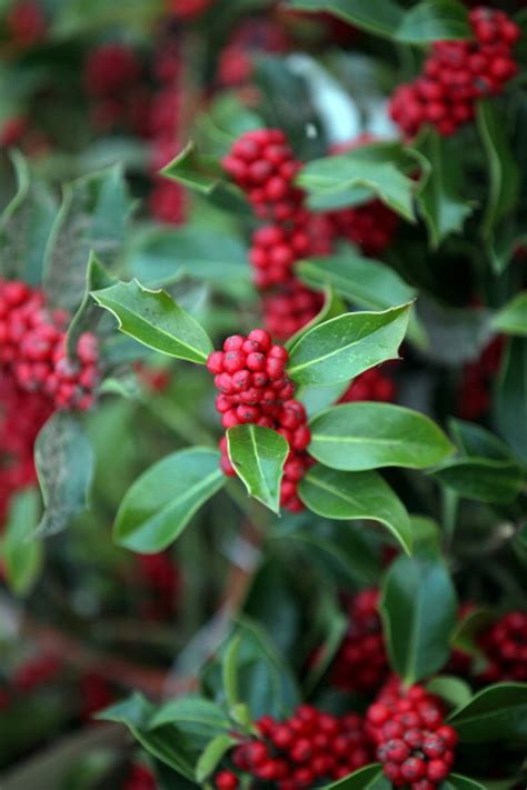 Since hippocrates times mistletoe has been used as styptic and astringent. Why Do We Kiss Under The Mistletoe?