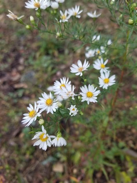 hairy white oldfield aster from 104 spring manor storrs ct 06268 usa on september 29 2018 at