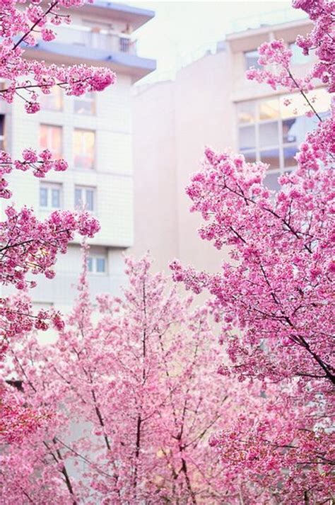 31 Cherry Blossom Aesthetic Ideas Cherry Blossom Blossom Scenery