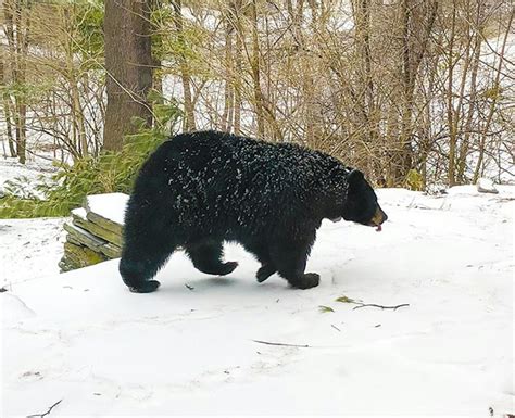 Black Bear Mink Found Dead In Lebanon The Dartmouth