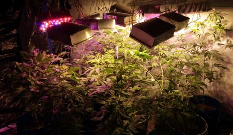 We did not find results for: 10 DIY Led Grow Lights For Growing Plants Indoors - Home And Gardening Ideas
