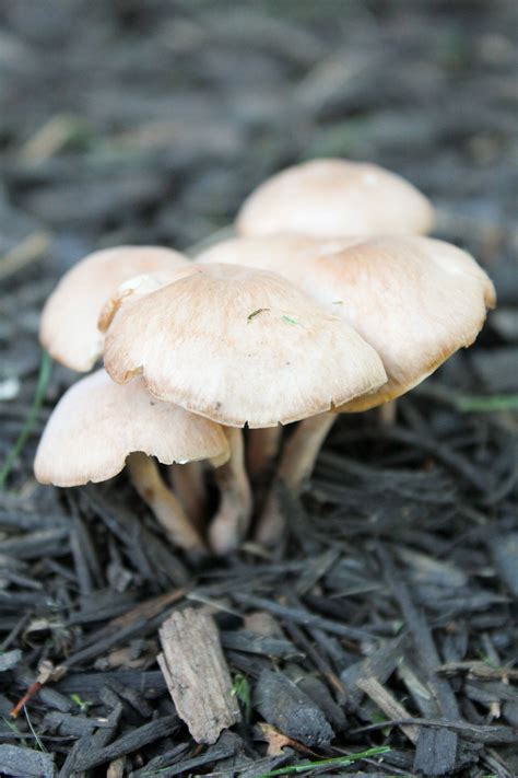 Can Anyone Id These Virginia Usa Mushrooms See Pics