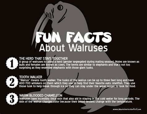 Marine Mammal Monday Walruses