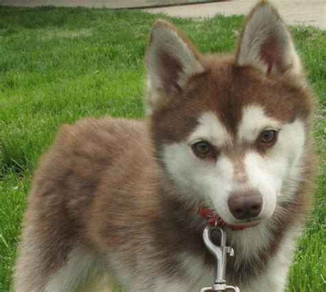 Alaskan klee kai are often mistaken for a miniature husky. Alaskan Klee Kai Breed Info