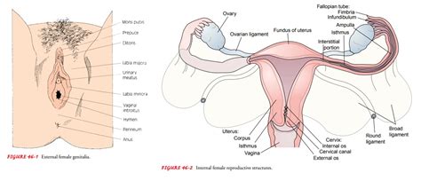Abnormal morphology of female internal genitalia. Anatomy of the Female Reproductive System