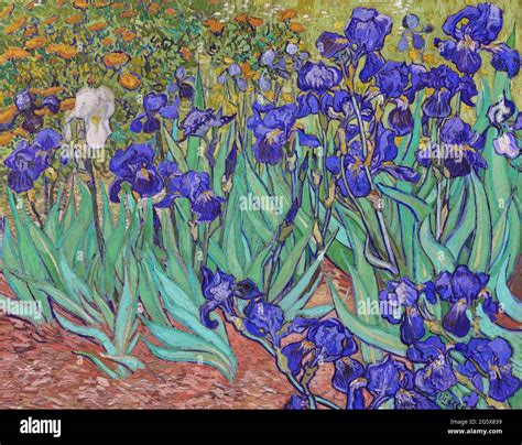 Irises By Vincent Van Gogh 1889 Getty Museum In Los Angeles Usa Stock