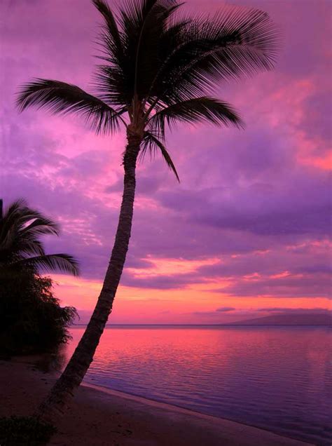 Beach Purple Sunset Backdrop 388 Backdrop Outlet