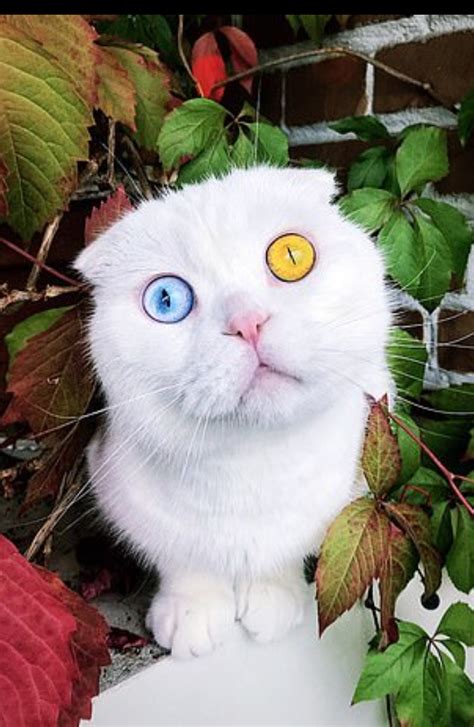 Welcome To Ladun Liadis Blog Meet Stunning White Cat That Has Two