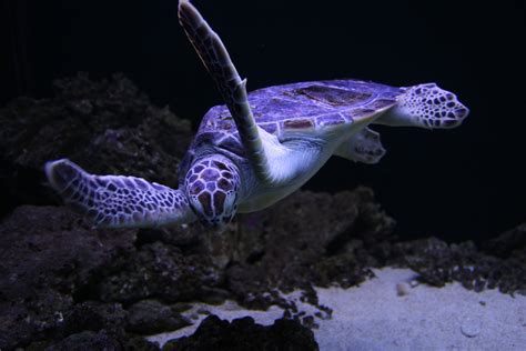 무료 이미지 동물 수중 터틀 암초 수족관 유기체 바다 거북 해양 생물학 깊은 바다 물고기 3888x2592