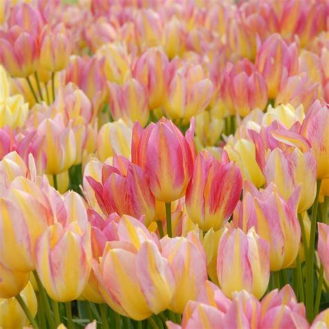 Buy Single Late Tulip Bulbs Tulipa Antoinette Pbr