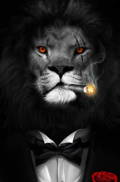 Stunning Collection Of Full 4k Lion Wallpaper Images Over 999
