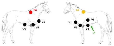 Endocrine System In Horse All A Question Of Balance Part I Horizontal