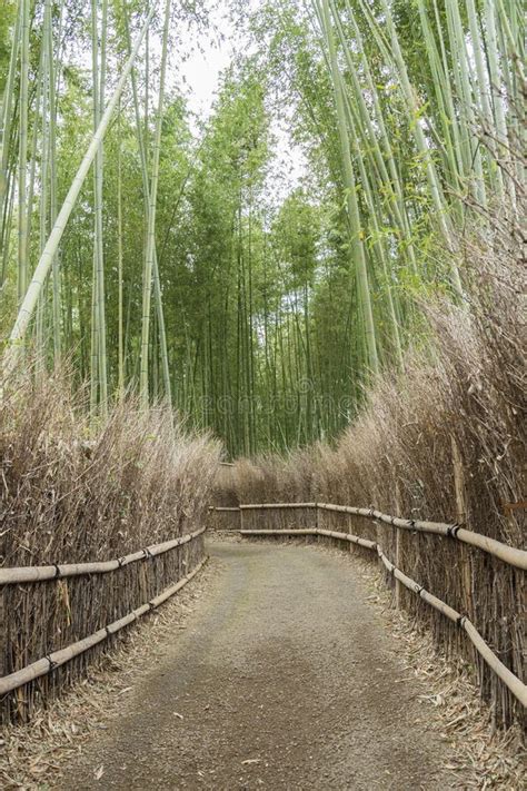 Path In Bamboo Forest In Arashiyama Kyoto Japan Stock Image Image