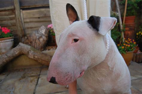 Skin Allergy Case Study For English Bull Terriers